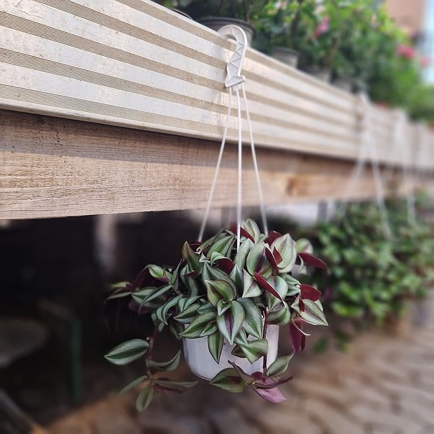 Kaffesladder Tradescantia Zebrina Pink Joy Ampel Anchers Havecenter