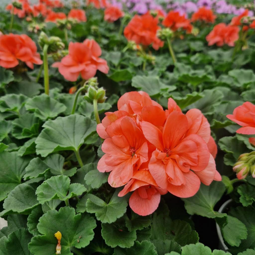 Pelargonie Zonale Laksefarvet Cm Anchers Havecenter