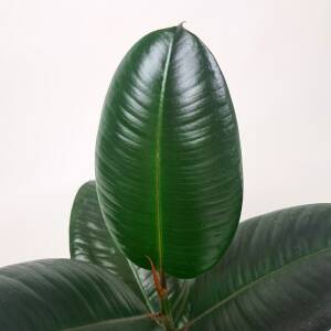 Gummiplante - Ficus Elastica Robusta