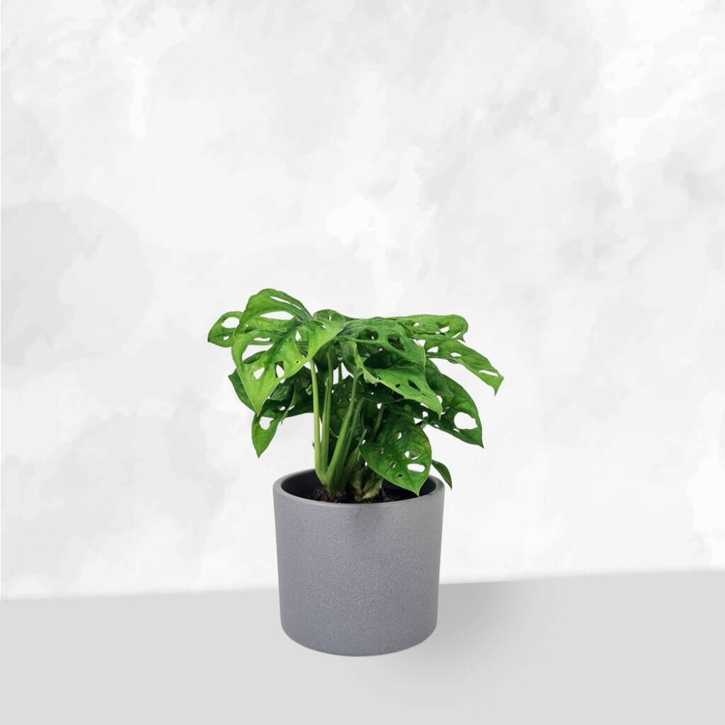 Monkeymask - Monstera adansonii