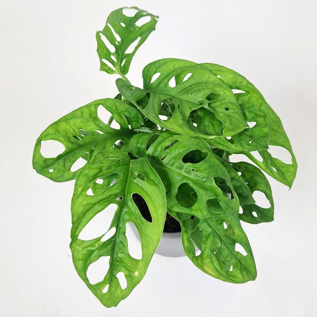 Monkeymask - Monstera adansonii