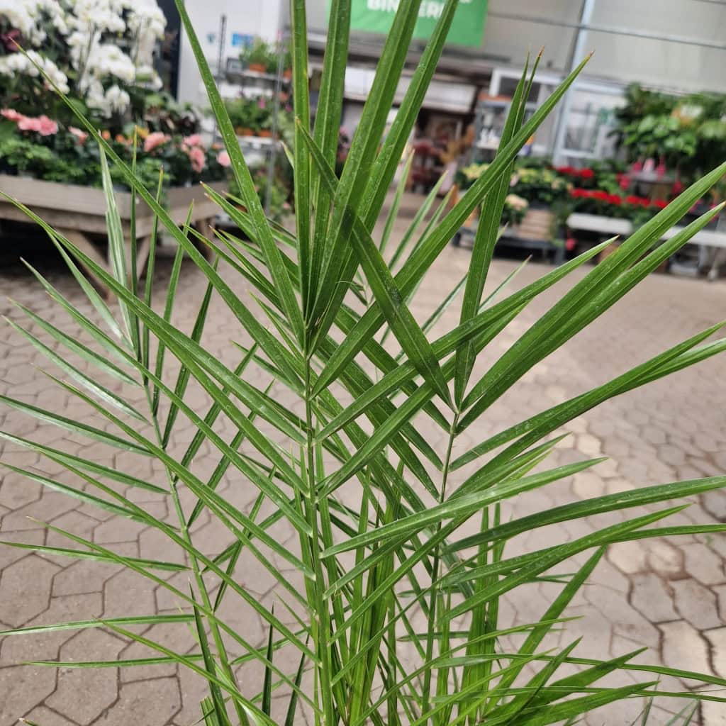 Fønikspalme - Phoenix Canariensis