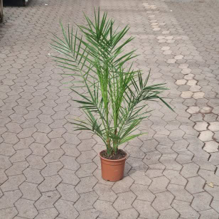 Fønikspalme - Phoenix Canariensis