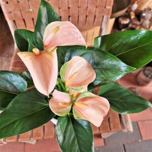 Flamingoblomst 'Anthurium' nørbillede af blade & blomst