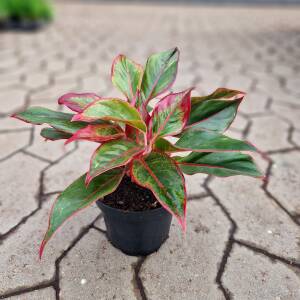 Aglaonema King of Siam