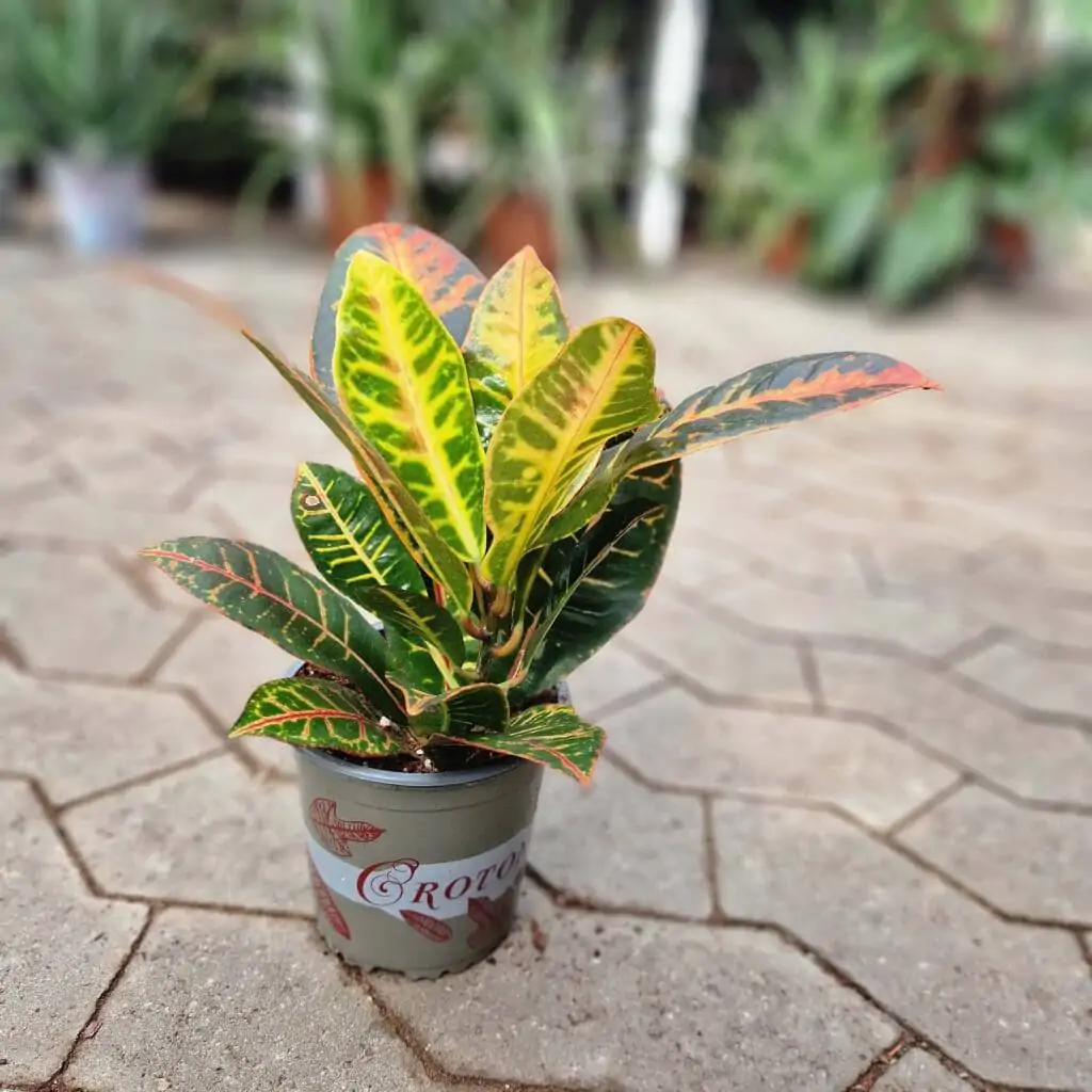 Codiaeum Petra