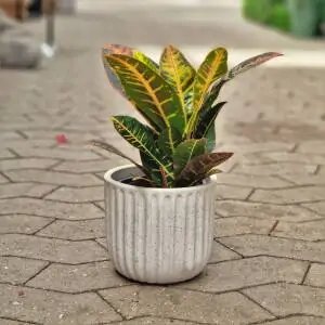 codiaeum petra