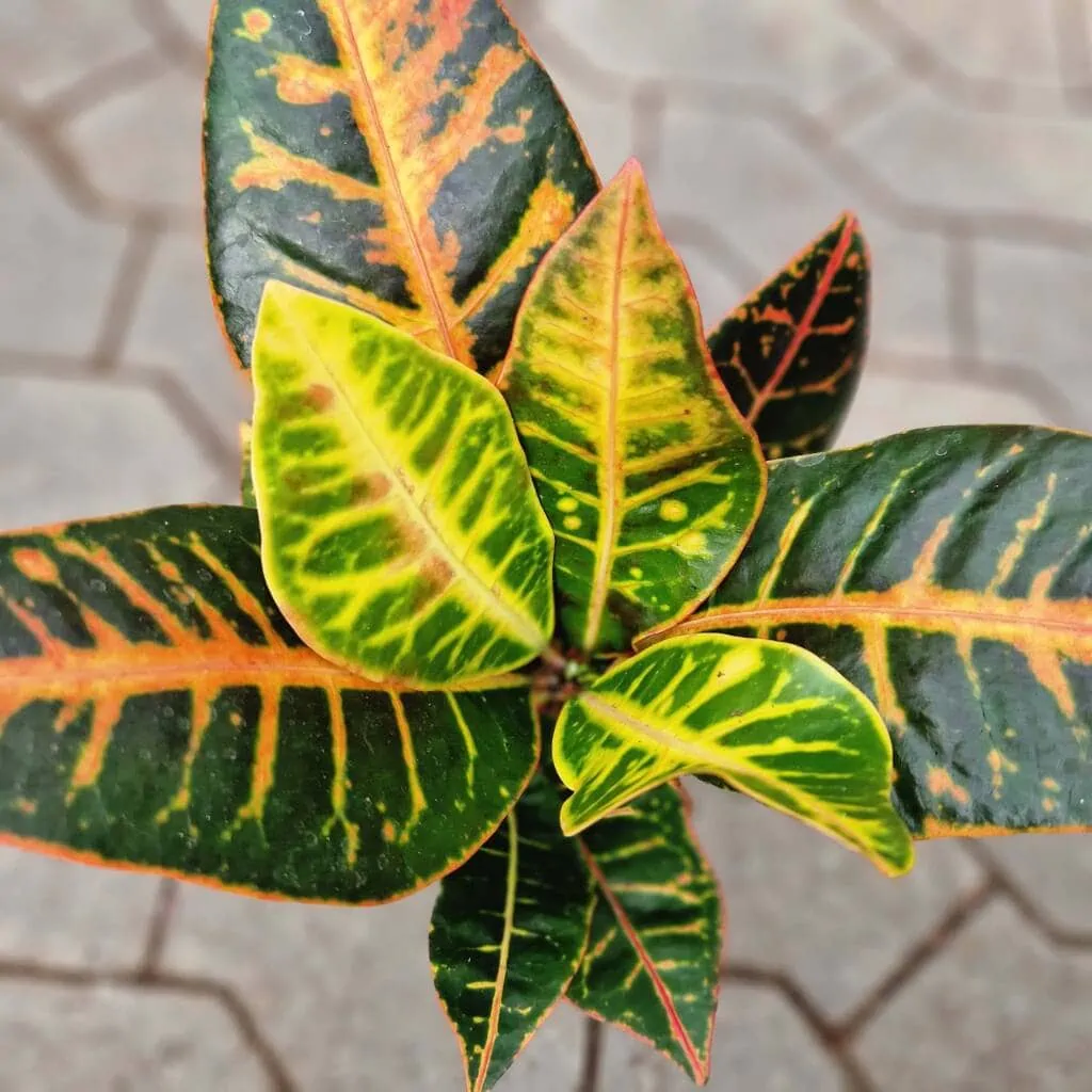 Codiaeum Petra nærbillede af blade