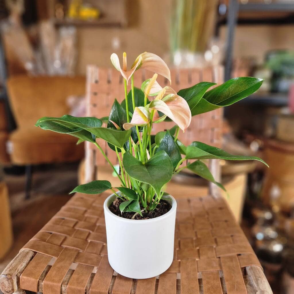 Flamingoblomst - Anthurium