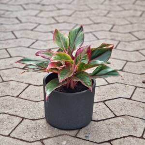 Aglaonema 'King of Siam' i Era potte skjuler.