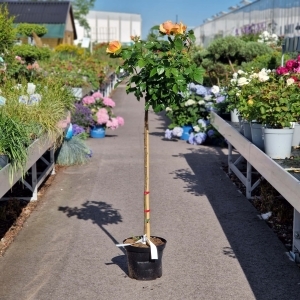 Rose 'Hansestadt Rostock' blomsten. planten