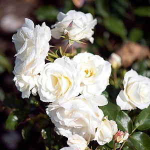 Rose 'Gråsten'