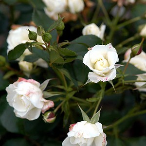 Rose 'Gråsten'