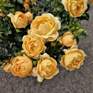 Blomsten på 'Amber Cover'