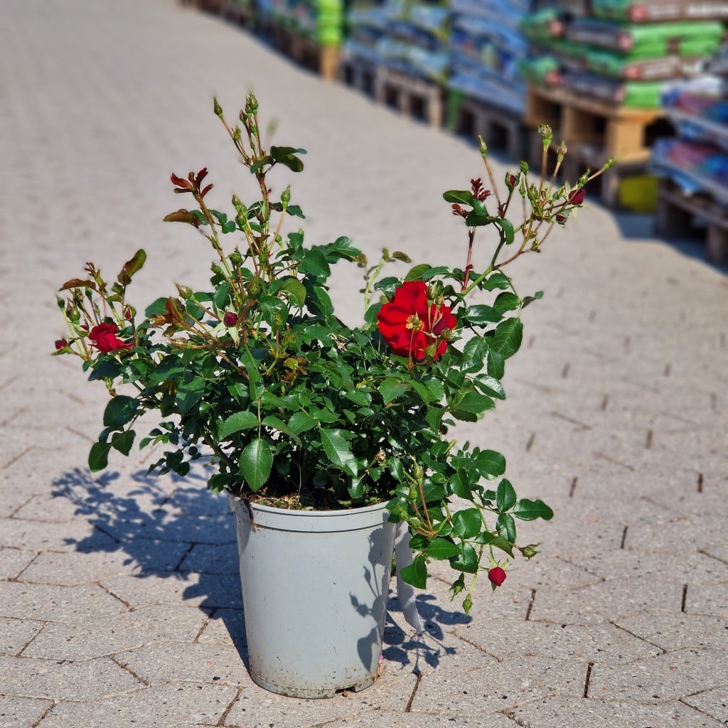 Rose 'Austriana'