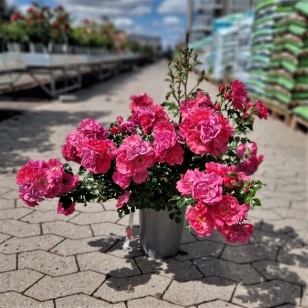 Rose 'Heidetraum'