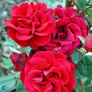 Rose 'Santana'