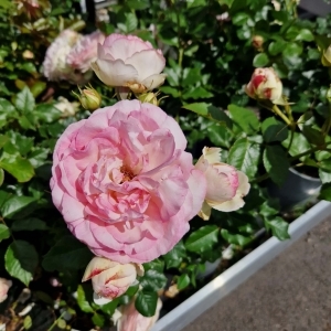 Blomst på 'Willestrup' rosen