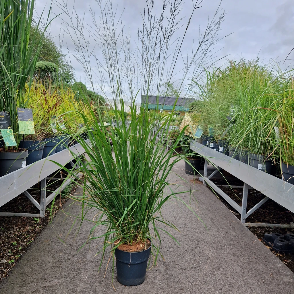 Blåtop - Molinia arundinacea 'Skyracer'