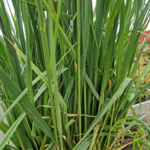 Løvet på Blåtop - Molinia arundinacea 'Skyracer'