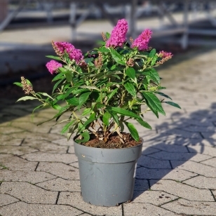 Butterfly Candy 'Little pink'