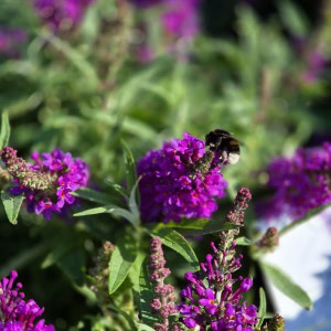 Blomsten på Butterfly Candy ' Little purple'