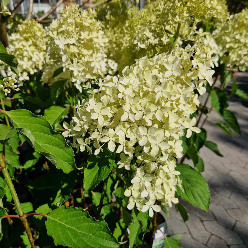 Syrenhortensia