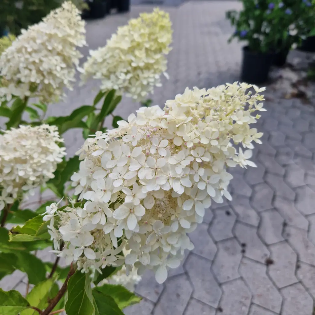 Syrenhortensia | 'Magical Lime Sparkle'