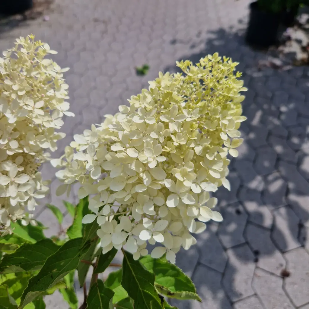 Syrenhortensia | 'Magical Lime Sparkle'