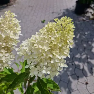 Syrenhortensia | 'Magical Lime Sparkle'