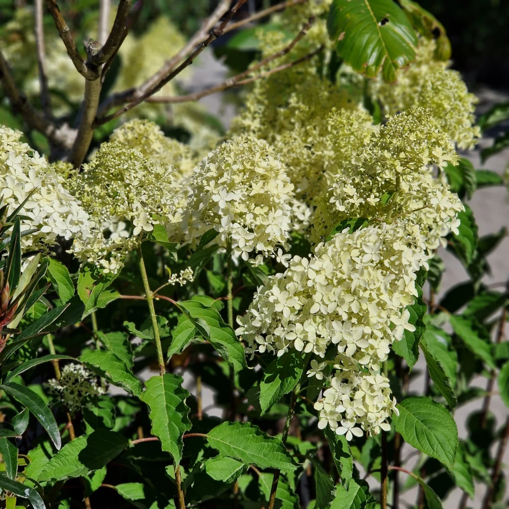 Syrenhortensia