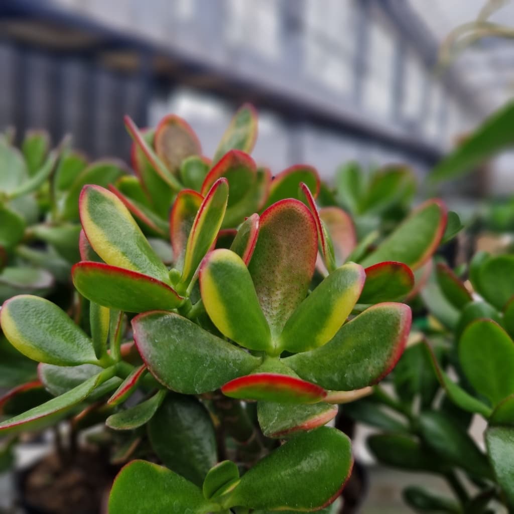 Paradistræ Crassula Ovata