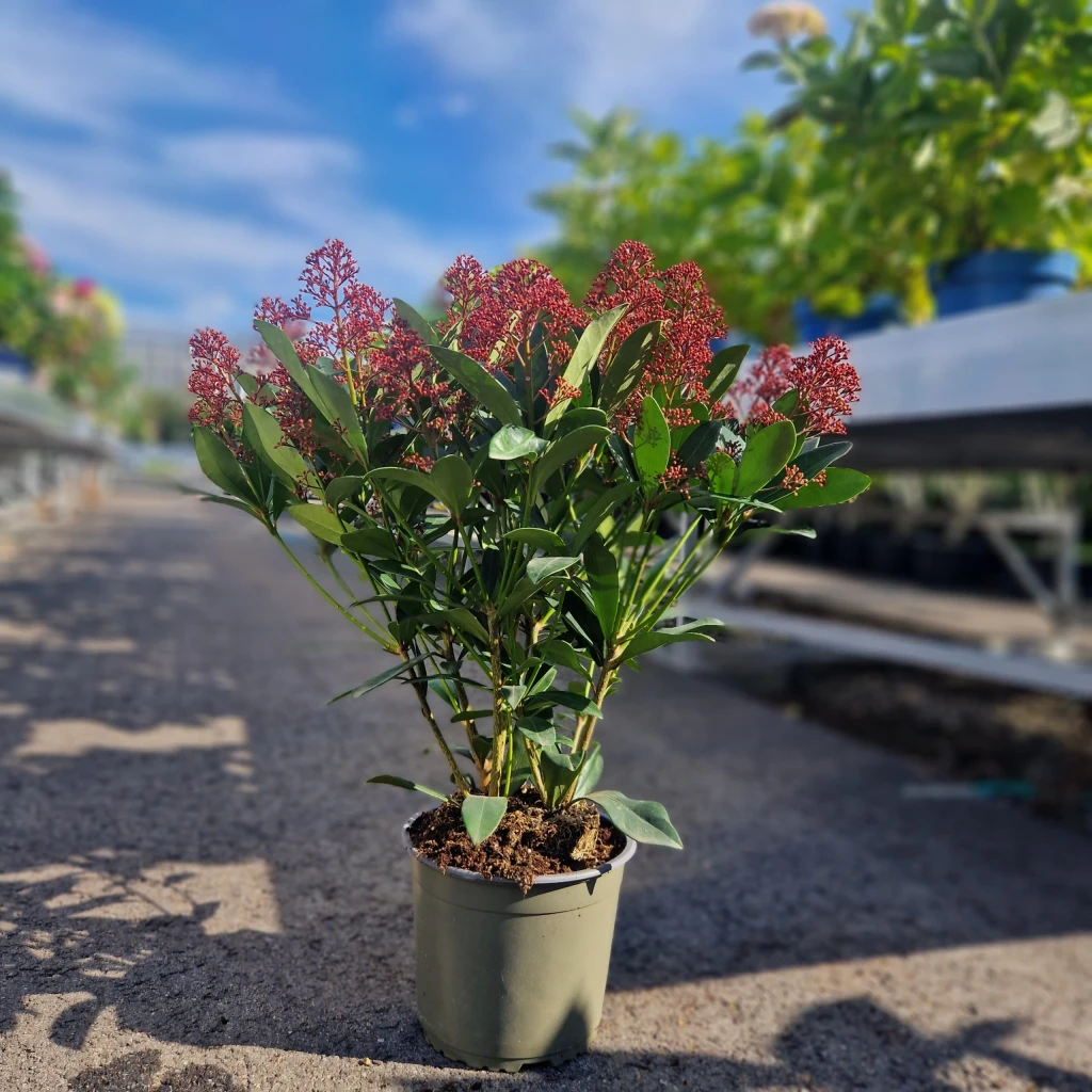 Skimmia 'rubella'