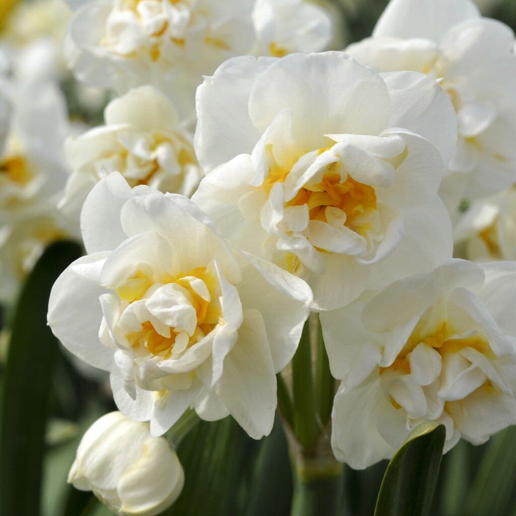 Påskelilje - Narcissus 'Bridal crown'