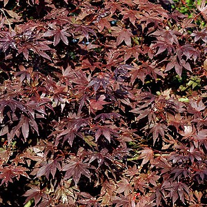 Acer palatum 'Bloodgood'