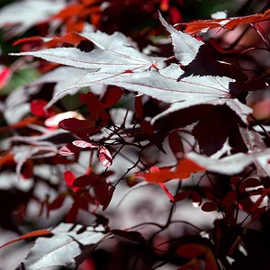 Acer palatum 'Bloodgood'