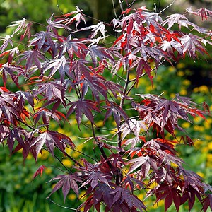 Acer palatum 'Bloodgood'