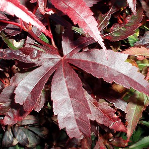 Acer palatum 'Bloodgood'