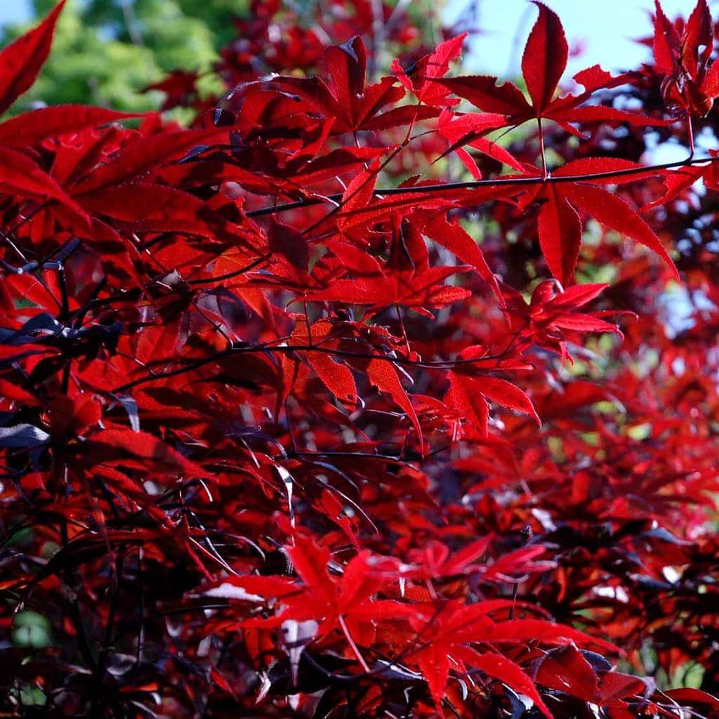 Acer palatum 'Bloodgood'