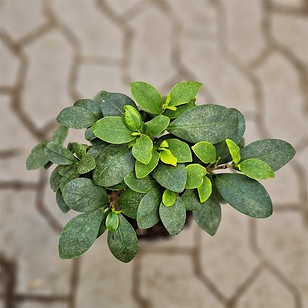 Laurbærfigen - Ficus Microcarpa 'Ginseng'