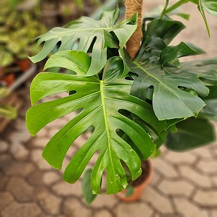Monstera deliciosa