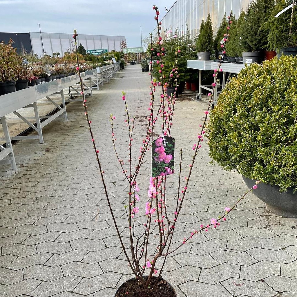 Prunus triloba 'Rosenmund'