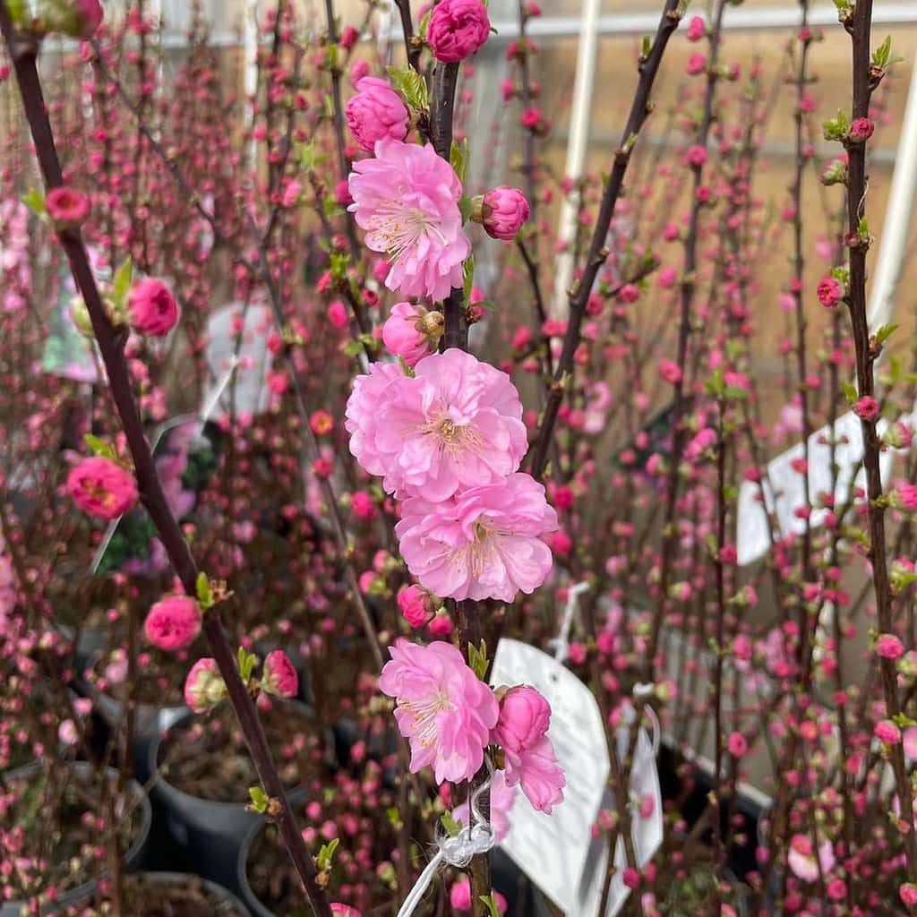 Prunus triloba -Rosenmandel 'Rosenmund'