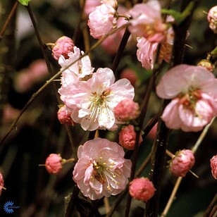 Prunus triloba 'Rosenmund'