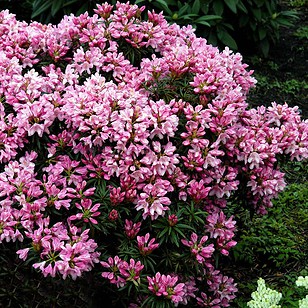 Rhododendron 'Graziella'