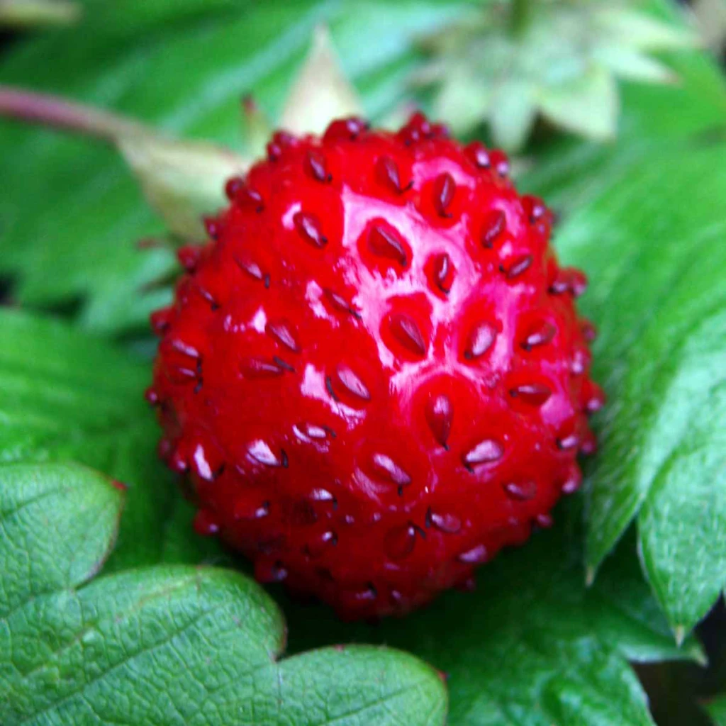 Skovjordbær | Fragaria vesca 'Småland'