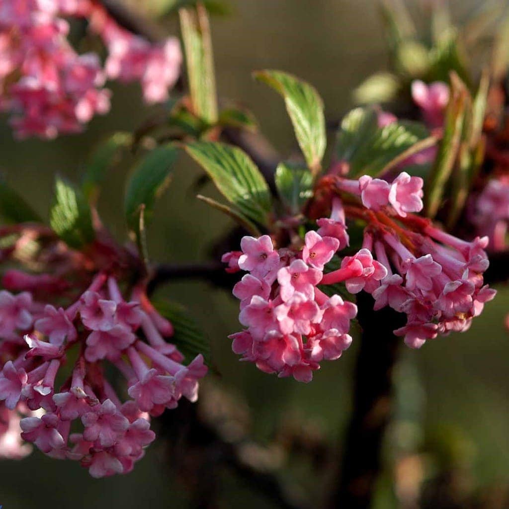 Kejserbusk - Viburnum bodnantense 'Dawn'