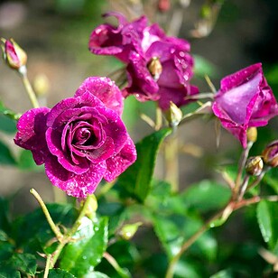 Rose 'Burgundy ice'