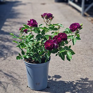 Rose 'Midtnight blue'
