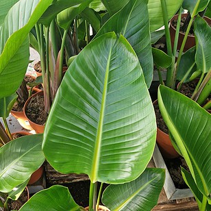 Strelitzia Nicolai